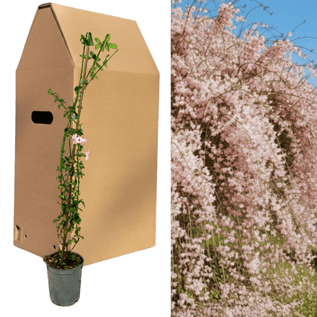 1 Live Outdoor Garden Ready Pink Jasmine Plant - Jasminum x stephanense, 2L Pot - Frankton's