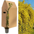 1 Live Outdoor Garden Ready Winter Jasmine Plant - Jasminum nudiflorum, 2L Pot - Frankton's