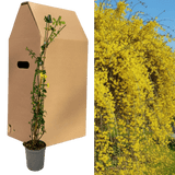 1 Live Outdoor Garden Ready Winter Jasmine Plant - Jasminum nudiflorum, 2L Pot - Frankton's