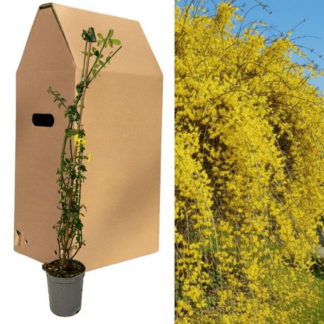 1 Live Outdoor Garden Ready Winter Jasmine Plant - Jasminum nudiflorum, 2L Pot - Frankton's