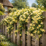 1 Live Outdoor Garden Ready Winter Jasmine Plant - Jasminum nudiflorum, 2L Pot - Frankton's