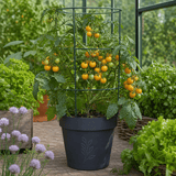 1 Live Tomato Totem Plant, Hardy Dwarf Bush Variety, Patio & Container Garden Ready, 2Ltr Root-Ball - Frankton's
