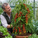 1 Live Tomato Totem Plant, Hardy Dwarf Bush Variety, Patio & Container Garden Ready, 2Ltr Root-Ball - Frankton's