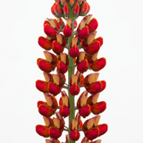1 Lupin Gladiator Hardy Perennial Plant, Bee Friendly Summer Flowering, Outdoor Garden Ready, 19cm Root-Ball - Frankton's