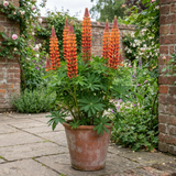 1 Lupin Gladiator Hardy Perennial Plant, Bee Friendly Summer Flowering, Outdoor Garden Ready, 19cm Root-Ball - Frankton's