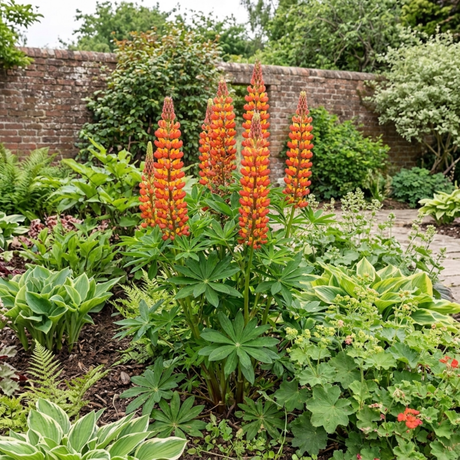 1 Lupin Gladiator Hardy Perennial Plant, Bee Friendly Summer Flowering, Outdoor Garden Ready, 19cm Root-Ball - Frankton's