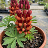 1 Lupin Gladiator Hardy Perennial Plant, Bee Friendly Summer Flowering, Outdoor Garden Ready, 19cm Root-Ball - Frankton's