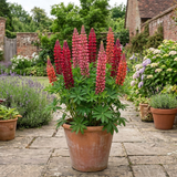 1 Lupin Legendary Red Shades Plant, Hardy Perennial, Garden Ready, 3 Litre Root-Ball - Frankton's