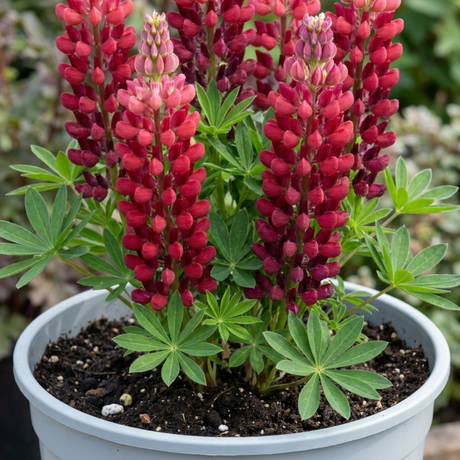 1 Lupin Legendary Red Shades Plant, Hardy Perennial, Garden Ready, 3 Litre Root-Ball - Frankton's