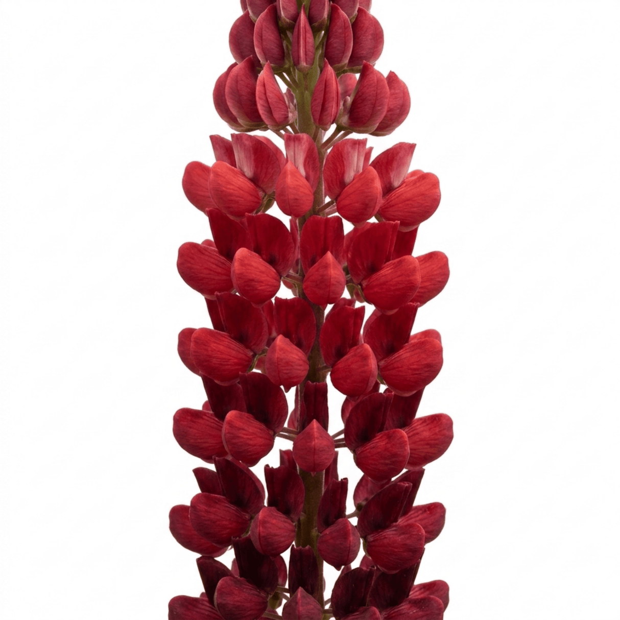 1 Lupin Legendary Red Shades Plant, Hardy Perennial, Garden Ready, 3 Litre Root-Ball - Frankton's
