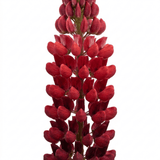 1 Lupin Legendary Red Shades Plant, Hardy Perennial, Garden Ready, 3 Litre Root-Ball - Frankton's