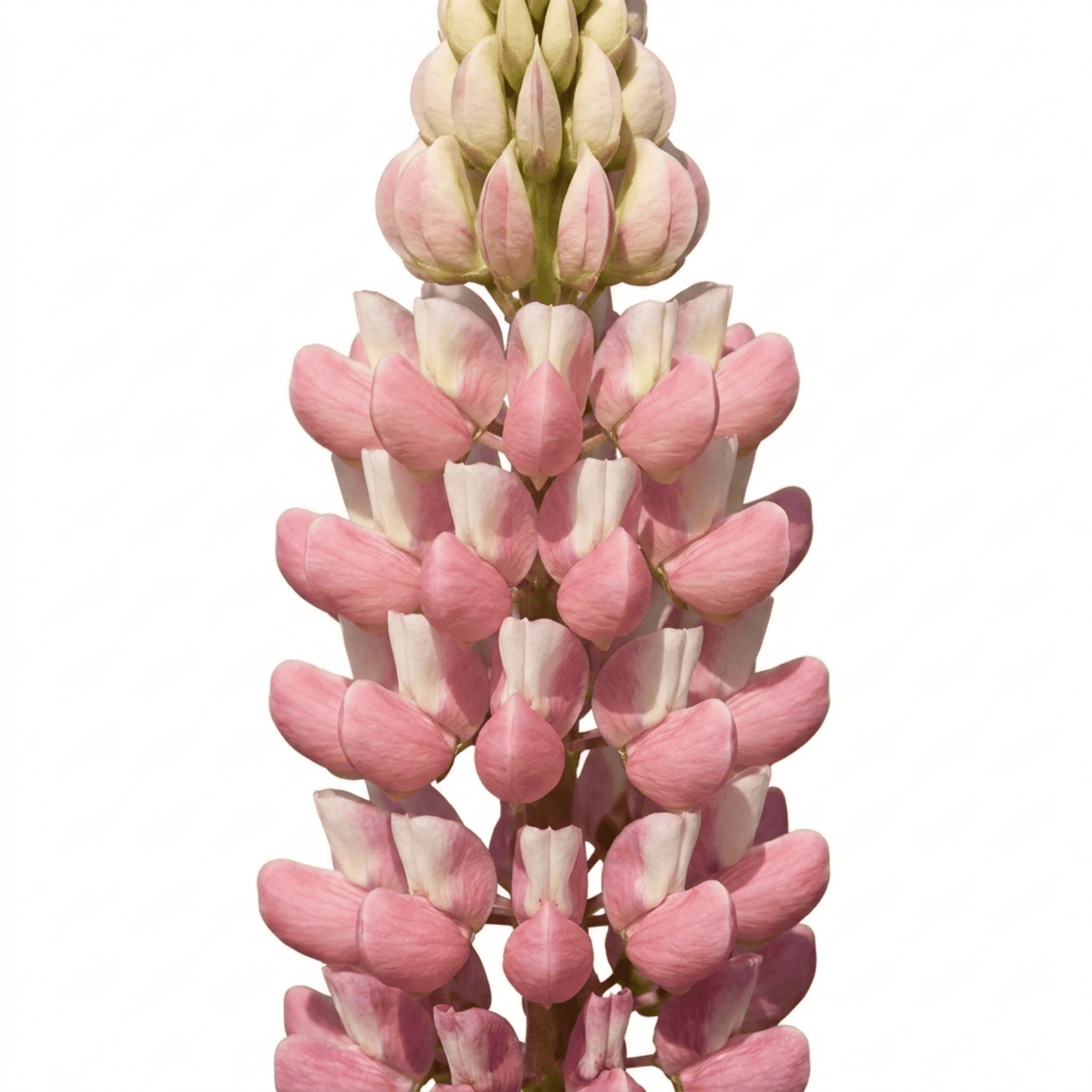 1 Lupin Legendary Rose Shades Plant, Hardy Perennial, Garden Ready, 3 Litre Root Ball - Frankton's