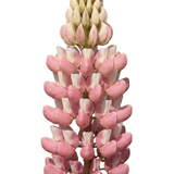 1 Lupin Legendary Rose Shades Plant, Hardy Perennial, Garden Ready, 3 Litre Root Ball - Frankton's