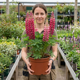 1 Lupin Legendary Rose Shades Plant, Hardy Perennial, Garden Ready, 3 Litre Root Ball - Frankton's