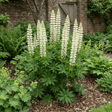 1 Lupin Legendary White Shades Perennial Plant, Outdoor Garden Ready, 3 Litre Root Ball - Frankton's