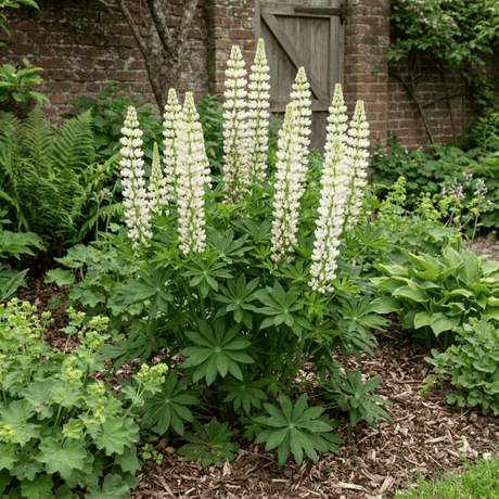 1 Lupin Legendary White Shades Perennial Plant, Outdoor Garden Ready, 3 Litre Root Ball - Frankton's