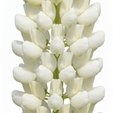 1 Lupin Legendary White Shades Perennial Plant, Outdoor Garden Ready, 3 Litre Root Ball - Frankton's