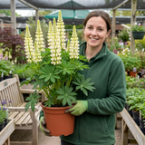 1 Lupin Legendary White Shades Perennial Plant, Outdoor Garden Ready, 3 Litre Root Ball - Frankton's