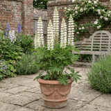 1 Lupin Legendary White Shades Perennial Plant, Outdoor Garden Ready, 3 Litre Root Ball - Frankton's