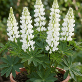 1 Lupin Legendary White Shades Perennial Plant, Outdoor Garden Ready, 3 Litre Root Ball - Frankton's