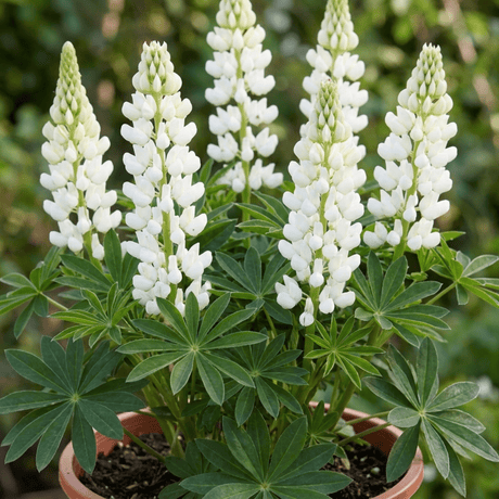 1 Lupin Legendary White Shades Perennial Plant, Outdoor Garden Ready, 3 Litre Root Ball - Frankton's