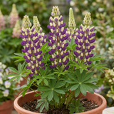 1 Lupin Manhattan Lights Hardy Perennial Plant, Summer Flowering Outdoor Garden Ready, 3L Root Ball - Frankton's