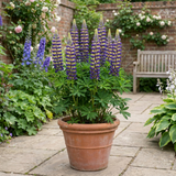 1 Lupin Manhattan Lights Hardy Perennial Plant, Summer Flowering Outdoor Garden Ready, 3L Root Ball - Frankton's
