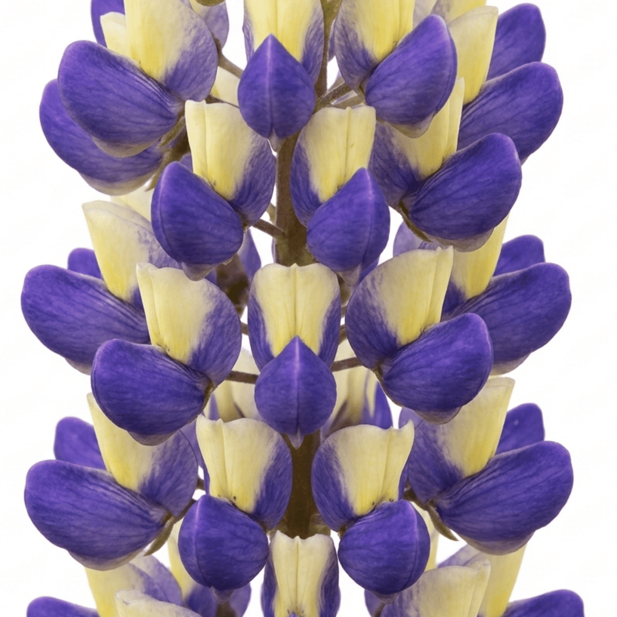 1 Lupin Manhattan Lights Hardy Perennial Plant, Summer Flowering Outdoor Garden Ready, 3L Root Ball - Frankton's