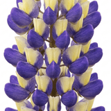 1 Lupin Manhattan Lights Hardy Perennial Plant, Summer Flowering Outdoor Garden Ready, 3L Root Ball - Frankton's