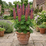 1 Lupin Masterpiece Plant, Hardy Perennial Summer Flowering Lupins for Borders, 3 Litre Root Ball - Frankton's