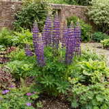 1 Lupin Masterpiece Plant, Hardy Perennial Summer Flowering Lupins for Borders, 3 Litre Root Ball - Frankton's