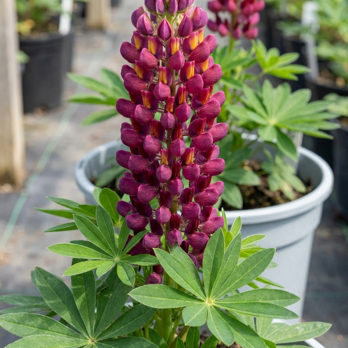 1 Lupin Masterpiece Plant, Hardy Perennial Summer Flowering Lupins for Borders, 3 Litre Root Ball - Frankton's