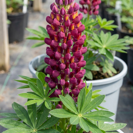 1 Lupin Masterpiece Plant, Hardy Perennial Summer Flowering Lupins for Borders, 3 Litre Root Ball - Frankton's