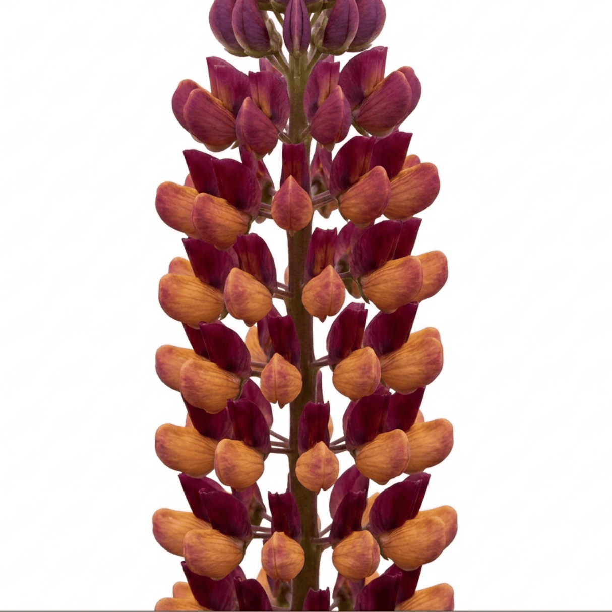 1 Lupin Masterpiece Plant, Hardy Perennial Summer Flowering Lupins for Borders, 3 Litre Root Ball - Frankton's
