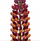 1 Lupin Masterpiece Plant, Hardy Perennial Summer Flowering Lupins for Borders, 3 Litre Root Ball - Frankton's