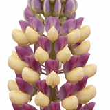1 Lupin Persian Slipper Hardy Perennial Flower Plant, Bee Friendly Cottage Garden Ready, 3L Root Ball - Frankton's