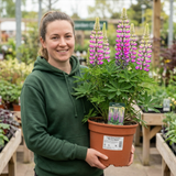 1 Lupin Persian Slipper Hardy Perennial Flower Plant, Bee Friendly Cottage Garden Ready, 3L Root Ball - Frankton's