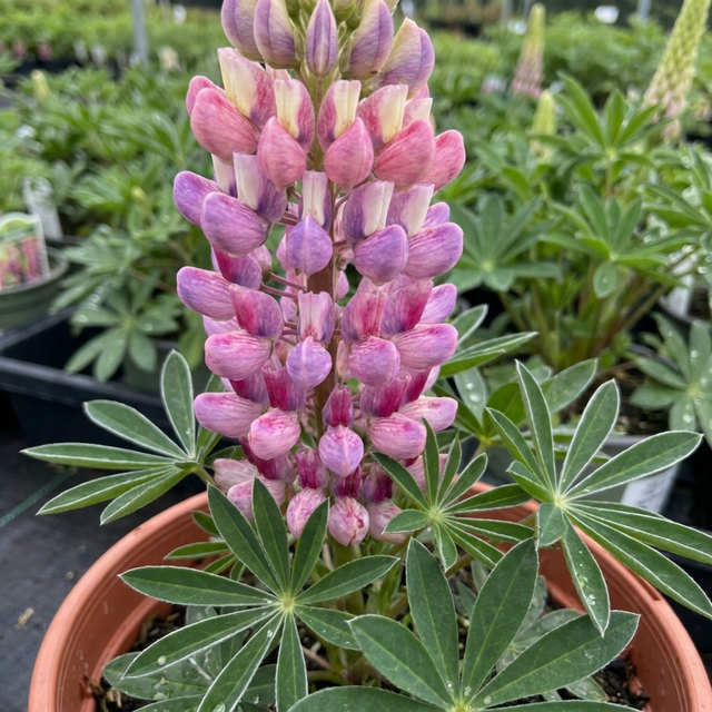 1 Lupin Persian Slipper Hardy Perennial Flower Plant, Bee Friendly Cottage Garden Ready, 3L Root Ball - Frankton's