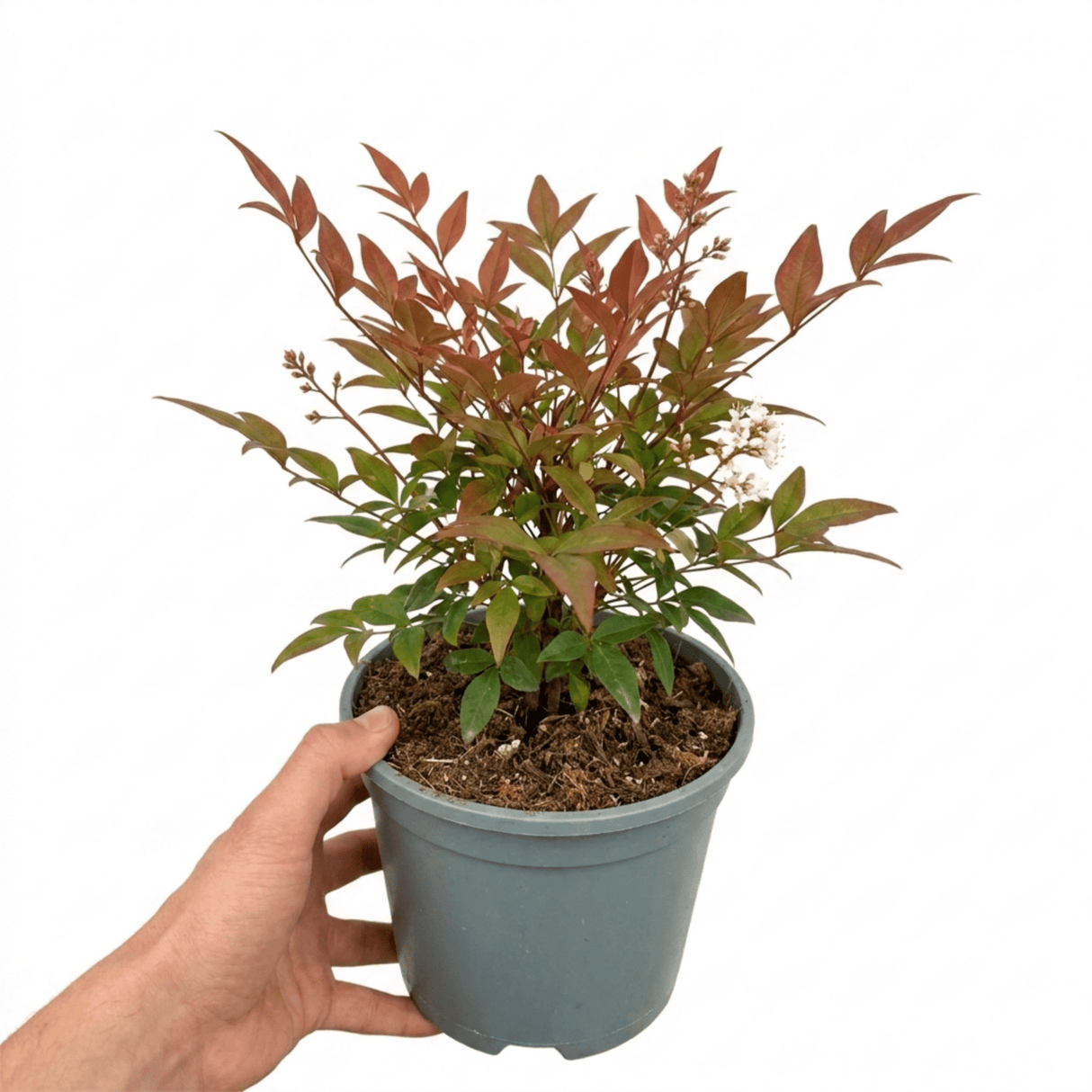 1 Nandina Domestica Light Red Compact Hardy Evergreen Shrub, Garden Ready, 3L 19cm Root-Ball - Frankton's