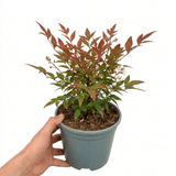 1 Nandina Domestica Light Red Compact Hardy Evergreen Shrub, Garden Ready, 3L 19cm Root-Ball - Frankton's