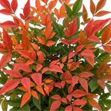 1 Nandina Domestica Light Red Compact Hardy Evergreen Shrub, Garden Ready, 3L 19cm Root-Ball - Frankton's