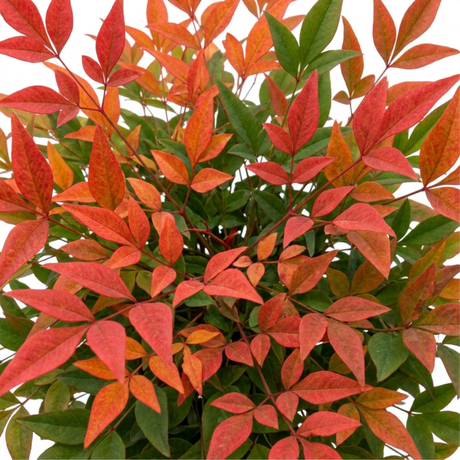 1 Nandina Domestica Light Red Compact Hardy Evergreen Shrub, Garden Ready, 3L 19cm Root-Ball - Frankton's