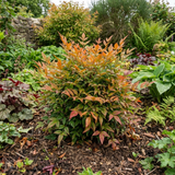 1 Nandina Gulf Stream Heavenly Bamboo, Compact Hardy Evergreen Garden Shrub, 3 Litre Root Ball - Frankton's