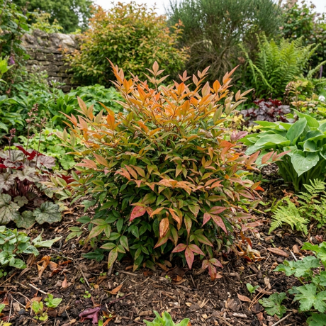 1 Nandina Gulf Stream Heavenly Bamboo, Compact Hardy Evergreen Garden Shrub, 3 Litre Root Ball - Frankton's