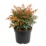1 Nandina Gulf Stream Heavenly Bamboo, Compact Hardy Evergreen Garden Shrub, 3 Litre Root Ball - Frankton's