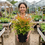1 Nandina Gulf Stream Heavenly Bamboo, Compact Hardy Evergreen Garden Shrub, 3 Litre Root Ball - Frankton's
