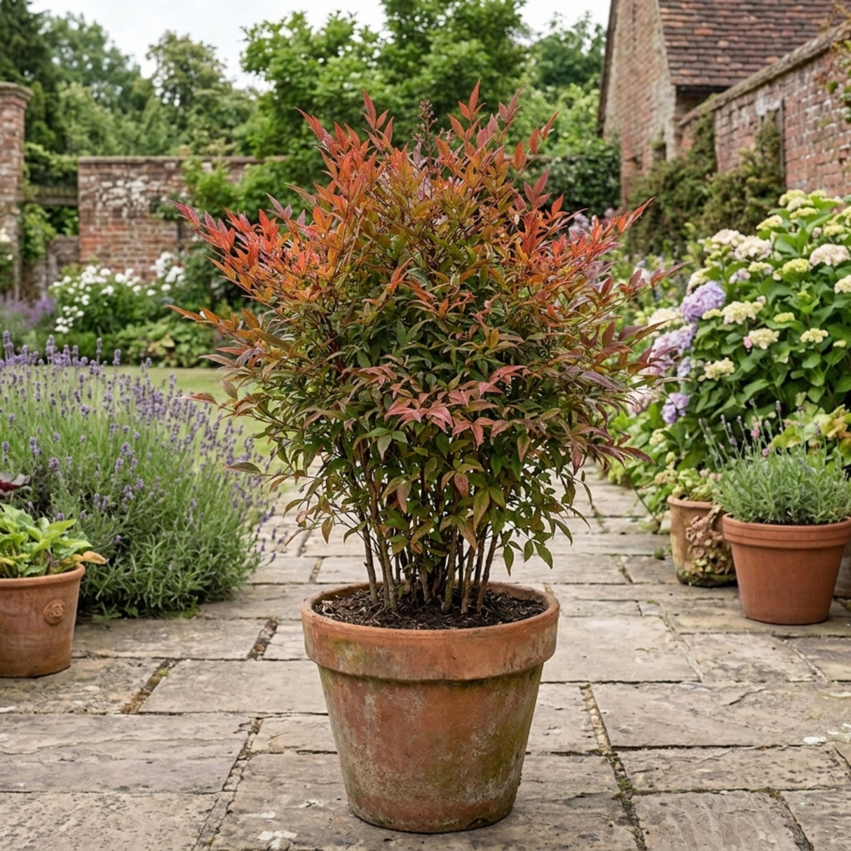1 Nandina Gulf Stream Heavenly Bamboo, Compact Hardy Evergreen Garden Shrub, 3 Litre Root Ball - Frankton's