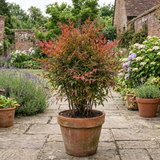 1 Nandina Gulf Stream Heavenly Bamboo, Compact Hardy Evergreen Garden Shrub, 3 Litre Root Ball - Frankton's