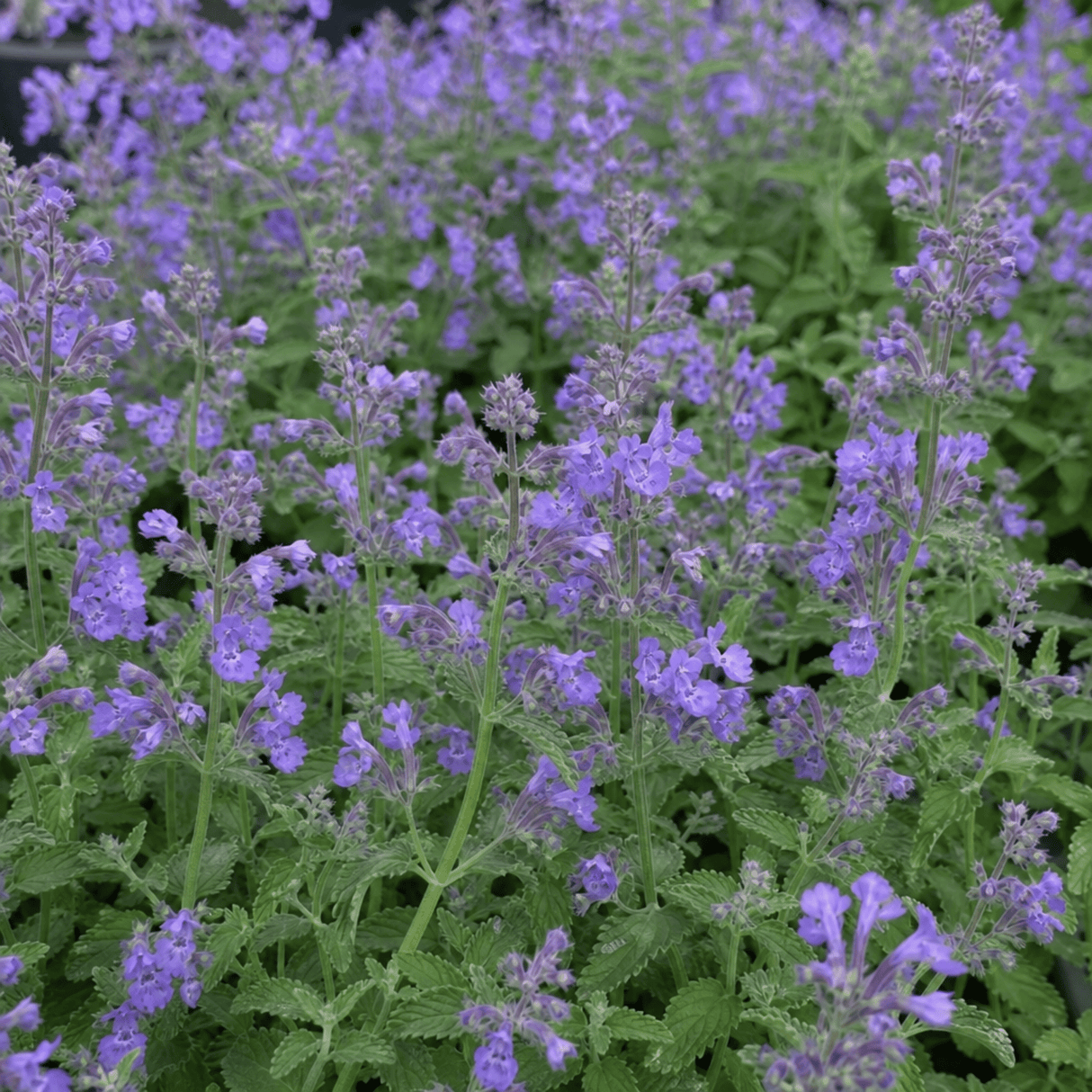 1 Nepeta Faassenii Walkers Low Catmint Plant, Bee Friendly Hardy Perennial, 3 Litre Root Ball - Frankton's