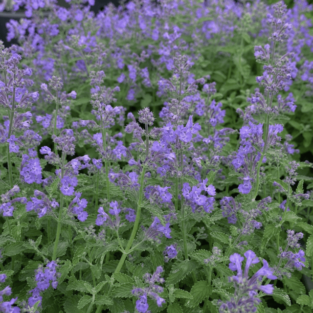 1 Nepeta Faassenii Walkers Low Catmint Plant, Bee Friendly Hardy Perennial, 3 Litre Root Ball - Frankton's